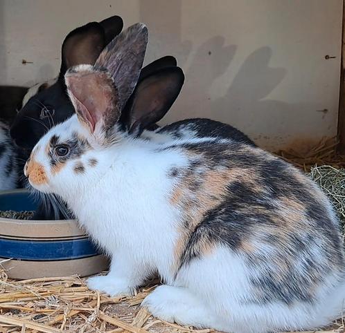 2 tamme, jonge mooie driekleur voedsters, Dieren en Toebehoren, Konijnen, Middelgroot, Vrouwelijk, 0 tot 2 jaar