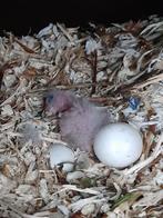 Brr koppel ara nobilis .Vorig jaar eieren en jongen gehad ., Dieren en Toebehoren, Meerdere dieren, Papegaai, Geringd