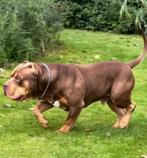 American Bully XL tri collor choco DEKREU, Dieren en Toebehoren, Rabiës (hondsdolheid), Reu, 1 tot 2 jaar, Eén hond