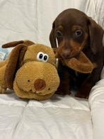 Dwerg teckels pups, Parvo, 8 tot 15 weken, Korthaar, Dwerg