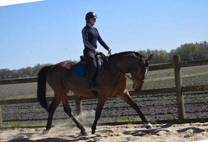 Stalling in eigen beheer gezocht!, Dieren en Toebehoren, Stalling en Weidegang, Stalling