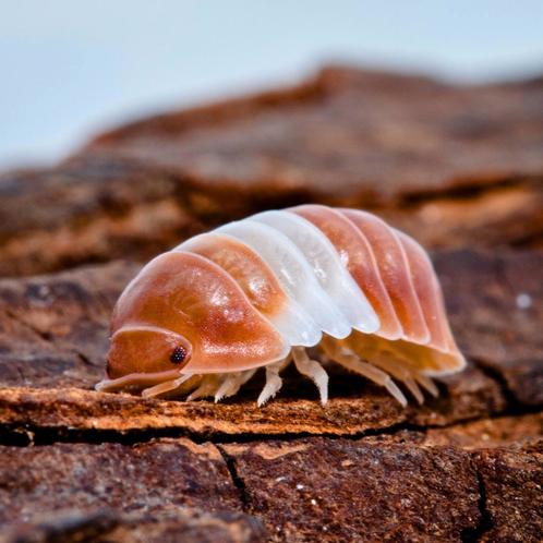 Cubaris sp Red Panda King., Dieren en Toebehoren, Insecten en Spinnen, Overige soorten