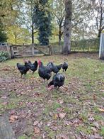 Prachtige toom Australorp 2025 kippen 3 hennen en een haan, Dieren en Toebehoren, Pluimvee, Meerdere dieren, Kip