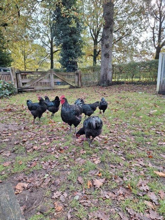 Prachtige toom Australorp 2025 kippen 3 hennen en een haan, Dieren en Toebehoren, Pluimvee, Kip, Meerdere dieren