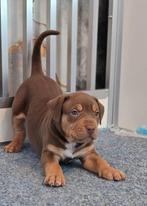 Amerikaanse Bully XL pups beide ouders kampioen, Overige rassen, 8 tot 15 weken, Parvo, Meerdere