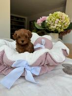 Exclusieve Maltipoo Micro Teefje pup (Maltezer/Toy Poedel), Dieren en Toebehoren, Honden | Chihuahua's en Gezelschapshonden, Overige rassen