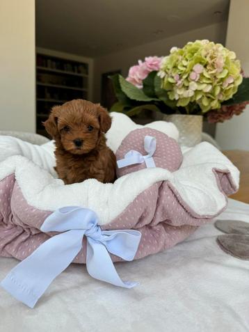 Exclusieve Maltipoo Micro Teefje pup (Maltezer/Toy Poedel) beschikbaar voor biedingen