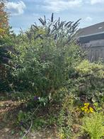 Vlinderstruik, Tuin en Terras, Planten | Bomen, Overige soorten, 100 tot 250 cm, Zomer, Ophalen