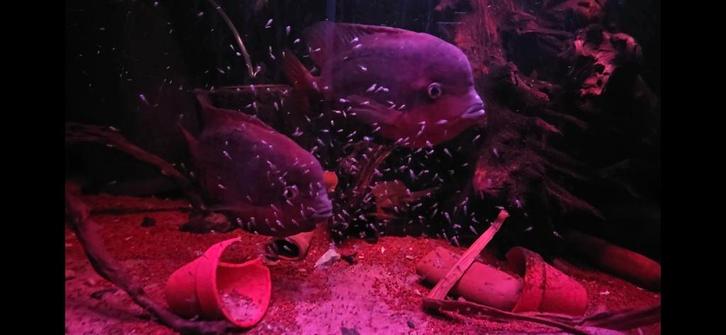 Volwassen kweekkoppel vieja, Dieren en Toebehoren, Vissen | Aquariumvissen, Vis