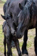 ✨️️Gezocht: Drachtige Friese Stermerrie Volpapier️✨️, Dieren en Toebehoren