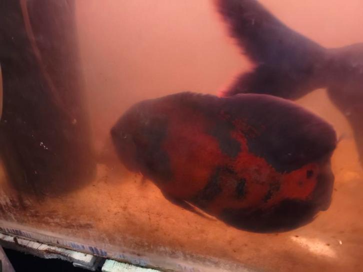 Pauwoogcichlide 25 cm, Dieren en Toebehoren, Vissen | Aquariumvissen, Vis