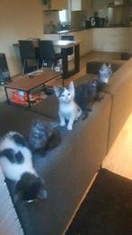 Kittens, Dieren en Toebehoren, Kater