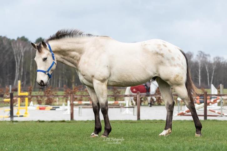 Te koop: Gotham 9-jarige ruin projectpaard e-pony, Dieren en Toebehoren, Paarden, Ruin