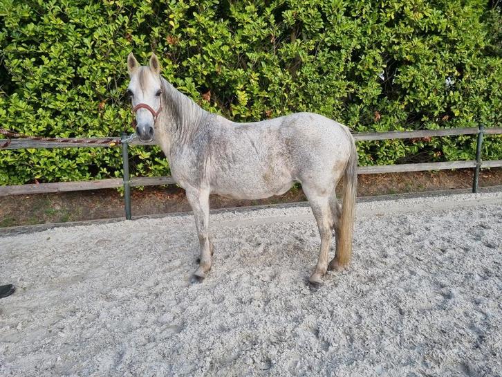 Super lieve 15 jarige merrie, Dieren en Toebehoren, Pony's, Merrie, B, Recreatiepony, 11 jaar of ouder, Gechipt, Ontwormd