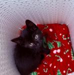 Kittens, Meerdere dieren