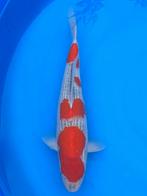 HQ Jumbo Tosai van Izumiya | Koikarpers  | Tosai vissen, Dieren en Toebehoren, Karper of Koi