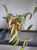 Hoya wayetii, Ophalen, Overige soorten, Minder dan 100 cm