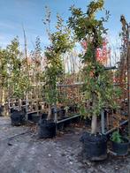 Oude Elstar Fruitbomen te koop!, Tuin en Terras, Planten | Bomen, Ophalen, Volle zon, Overige soorten