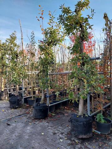 Oude Elstar Fruitbomen te koop! beschikbaar voor biedingen