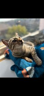 Poes 7maanden oud., Dieren en Toebehoren, Katten en Kittens | Overige Katten, Poes