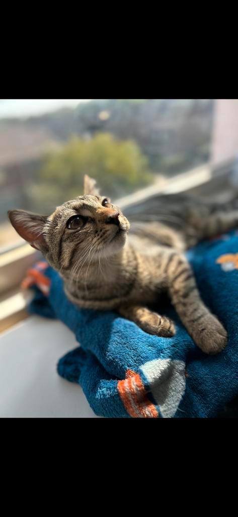 Poes 7maanden oud., Dieren en Toebehoren, Katten en Kittens | Overige Katten, Poes