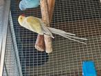 Te koop halsbandparkiet lacewing, Dieren en Toebehoren, Vogels | Parkieten en Papegaaien