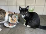 kitten, Meerdere dieren, 0 tot 2 jaar