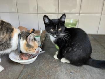 kitten beschikbaar voor biedingen