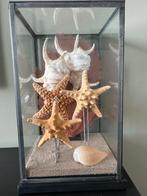 Vitrine met schelpen en zeesterren, Huis en Inrichting, Woonaccessoires | Overige, Ophalen, Gebruikt