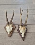 2 Mooie Ree Geweien samen € 18 Mancave Jacht Landelijk d17, Ophalen of Verzenden, Gebruikt, Hert, Gewei of Kop