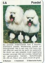 Kwartetkaart Poedel, Ophalen of Verzenden, Gebruikt, Overige soorten, Overige typen