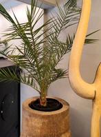 Mooie Palm, scherp blad., Ophalen, Palm, Halfschaduw, In pot