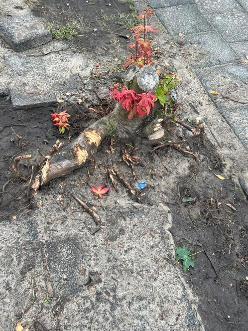 Hulp nodig, Tuin en Terras, Planten | Tuinplanten, Overige soorten, Zomer, Ophalen of Verzenden