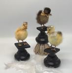 Brocante opgezette eendenkuikentjes - Pasen kuikentjes, Diversen, Ophalen of Verzenden, Gebruikt