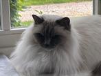 Ragdoll, Poes, Gechipt, 6 jaar of ouder