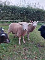 Rammen, Dieren en Toebehoren, Mannelijk, Schaap