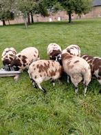 8 RAMMEN TE KOOP EN 3 OVERJARIGE OOIEN LEES BESCHRIJVING!!!, Meerdere dieren, Schaap