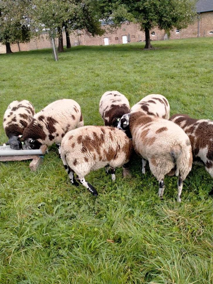 VERKOCHT!!!, Dieren en Toebehoren, Schapen, Geiten en Varkens, Schaap, Meerdere dieren