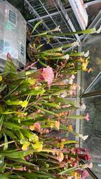 Diverse sarracenia (met label/naam!), Ophalen, Overige soorten, Volle zon