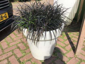 “OPIOGON PLANICAPOS” ZWART GRAS IN DUBBELWANDIGE POT 52x48 beschikbaar voor biedingen