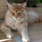 Maine Coon kittens met stamboom - ouders getest, Dieren en Toebehoren, Katten en Kittens | Raskatten | Langhaar, Meerdere dieren