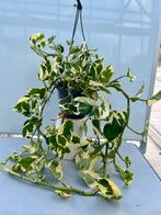 Epipremnum NJoy Hangplant - ACTIE!, Huis en Inrichting, Kamerplanten, Overige soorten, In pot, Minder dan 100 cm, Groene kamerplant