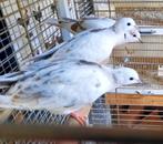 Tortel duiven, Meerdere dieren, Tortelduif