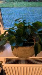 Planten, Ophalen of Verzenden, Halfschaduw, Minder dan 100 cm