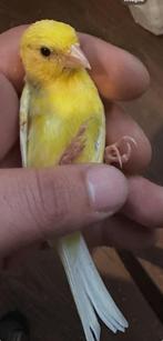 Raza man 2025, Dieren en Toebehoren, Mannelijk, Parkiet