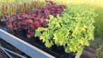 Diverse tuinplanten planten, Ophalen, Siergrassen