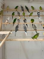 Zaterdagmorgen In / verkoop vogels Kampen, Dieren en Toebehoren, Meerdere dieren, Parkiet