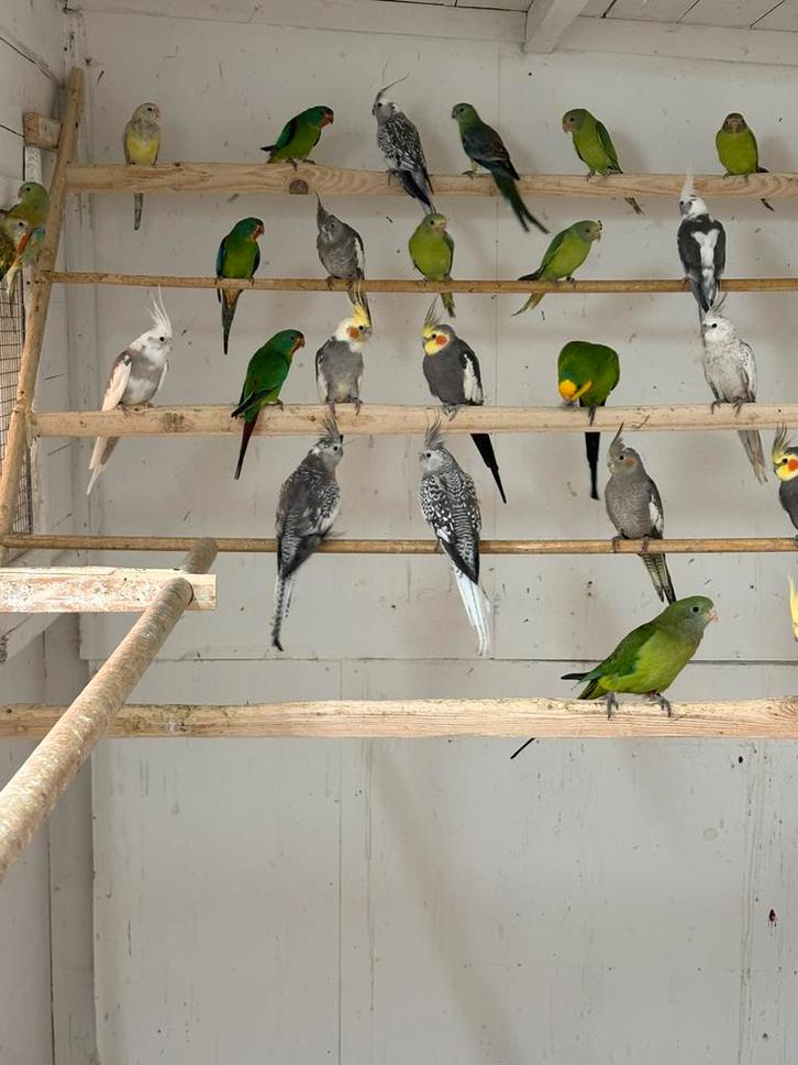 Zaterdagmorgen In / verkoop vogels Kampen, Dieren en Toebehoren, Vogels | Parkieten en Papegaaien, Parkiet, Meerdere dieren