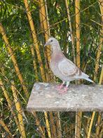 Jonge kleurpostduiven, Dieren en Toebehoren, Vogels | Duiven, Meerdere dieren, Postduif