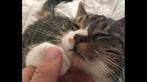 Kater Europese korthaar 9 jaar, Dieren en Toebehoren, Katten en Kittens | Dekkaters, 6 jaar of ouder